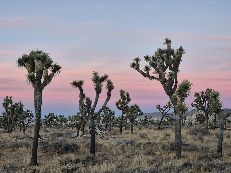 '24년 11월 넷째 주: Joshua tree National Park' 포스트 대표 이미지