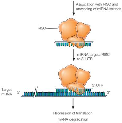 Chapter 6. Genes and Genomes