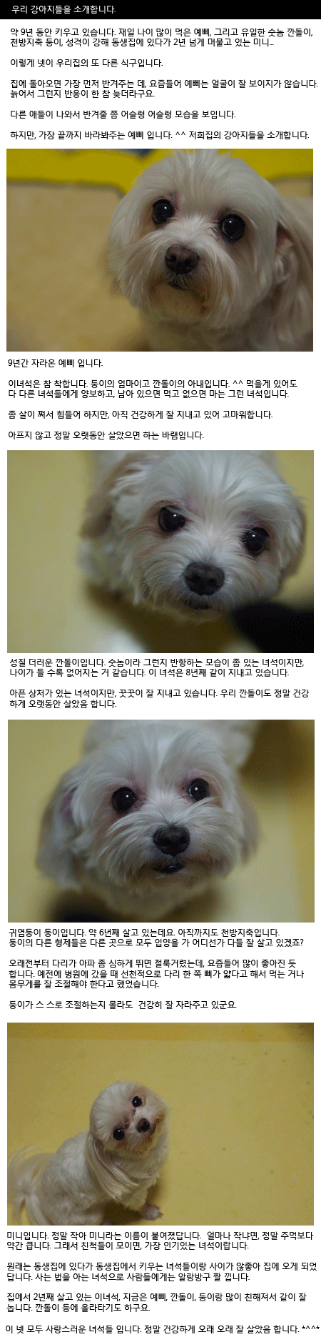우리 강아지들을 소개합니다. 포스트 썸네일