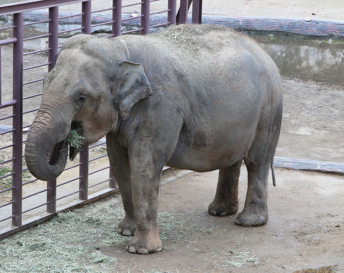 동물원에서 코끼리가 돌 던져 7세 소녀가 사망..