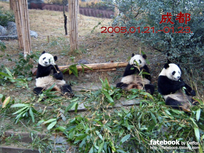'[중국] 쓰촨성 청두(사천성 성도), 2005년 1월 I' 포스트 대표 이미지