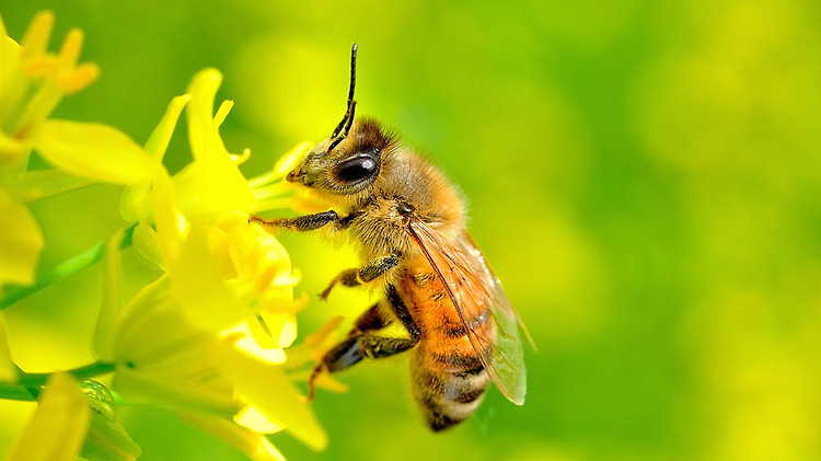 [정보] 꿀벌이 사라질때 인류가 멸망한다?