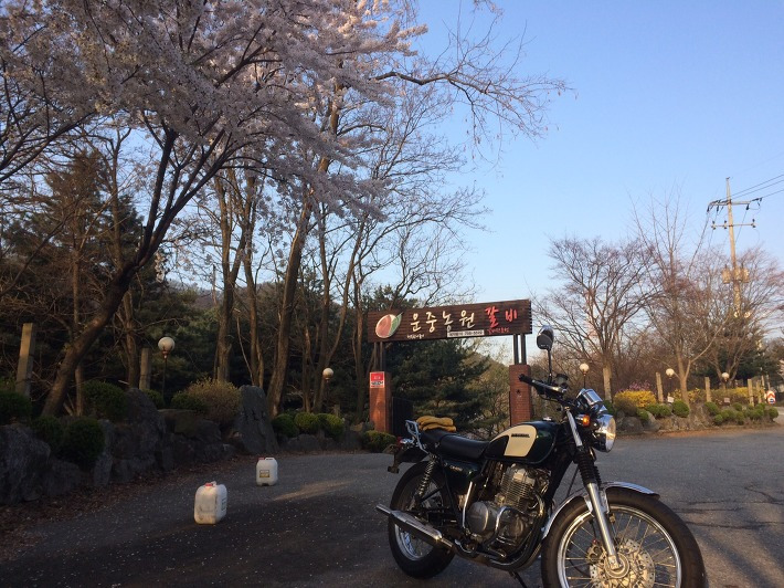 빅싱글 혼다 cb400ss와 벚꽃, 하오개로 라이딩, 클래식바이크, 운중농원 포스트 썸네일