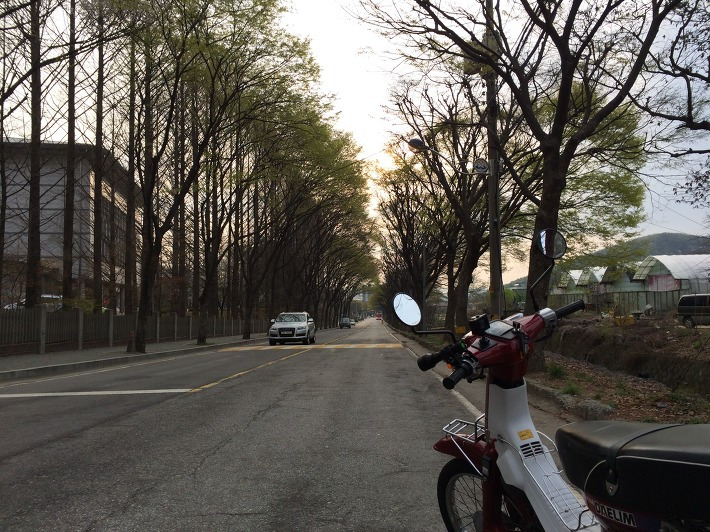 올드바이크 DH88 하오개로 벚꽃, 언더본, 숲터널 포스트 썸네일