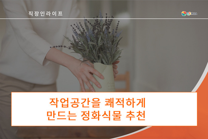 직장인과 프리랜서분들이 키우기 좋은 정화식물 추천 포스팅 썸네일 이미지