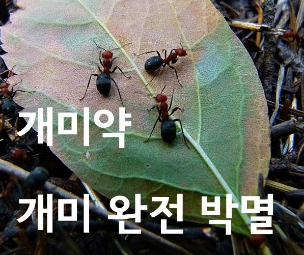 포스팅-썸네일