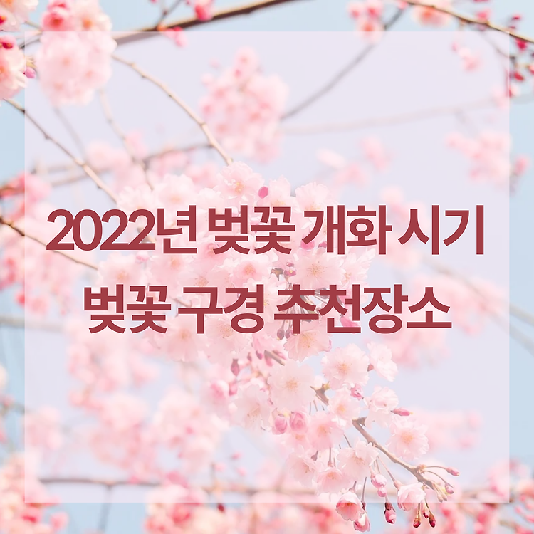 2022년 벚꽃 개화시기 알고 벚꽃 명소 가자! 벚꽃 구경 추천장소