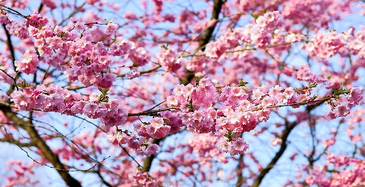 벚꽃 날리는 데스크탑 - Sakura