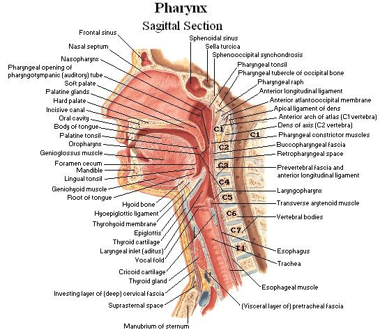 Pharynx - Sagittal Section