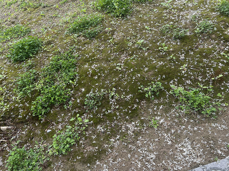 영어회화 스크립트 The food is runofthemill.