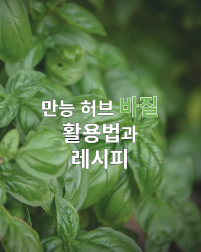 만능 허브 바질 활용법과 레시피