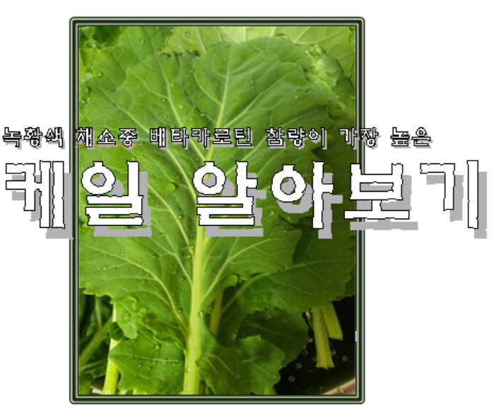 케일 활용과 효능 및 관리와 고르는 방법