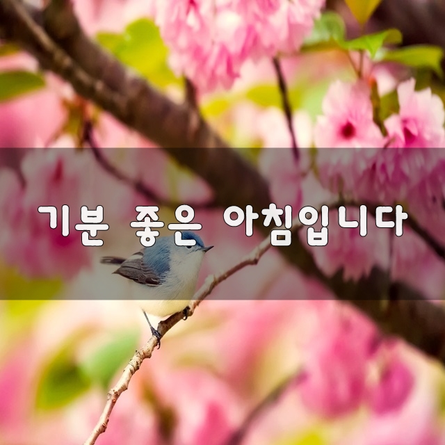 기분 좋은 아침입니다[좋은글귀/긍정의힘/명언/힐링]