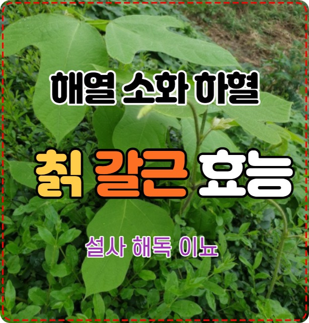 갈근 (葛根）칡뿌리 효능 해열 소화 하혈 갈증 해소,설사 해독 이뇨 작용에 도움을 준다