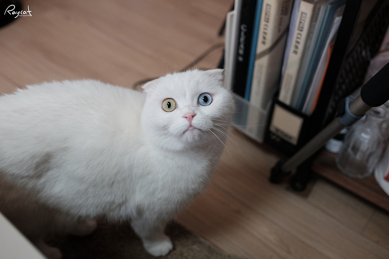 성격이 소심한 고양이와 친해지는법