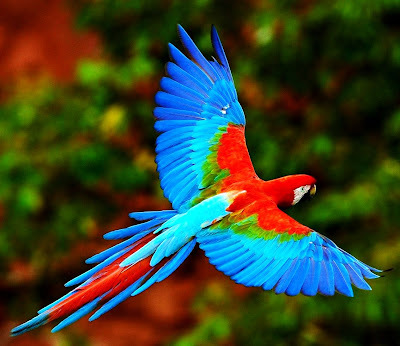 홍금강[Red and Green macaw]