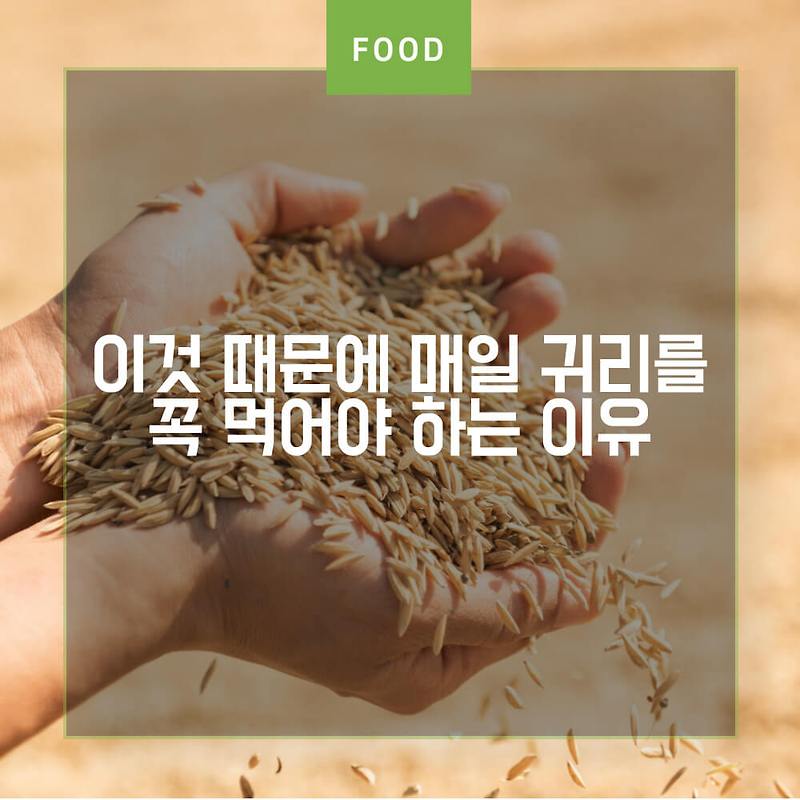 건강과 피부에 좋은 귀리 효능과 귀리 밥짓기, 귀리 우유 만드는 팁 — 건강이슈