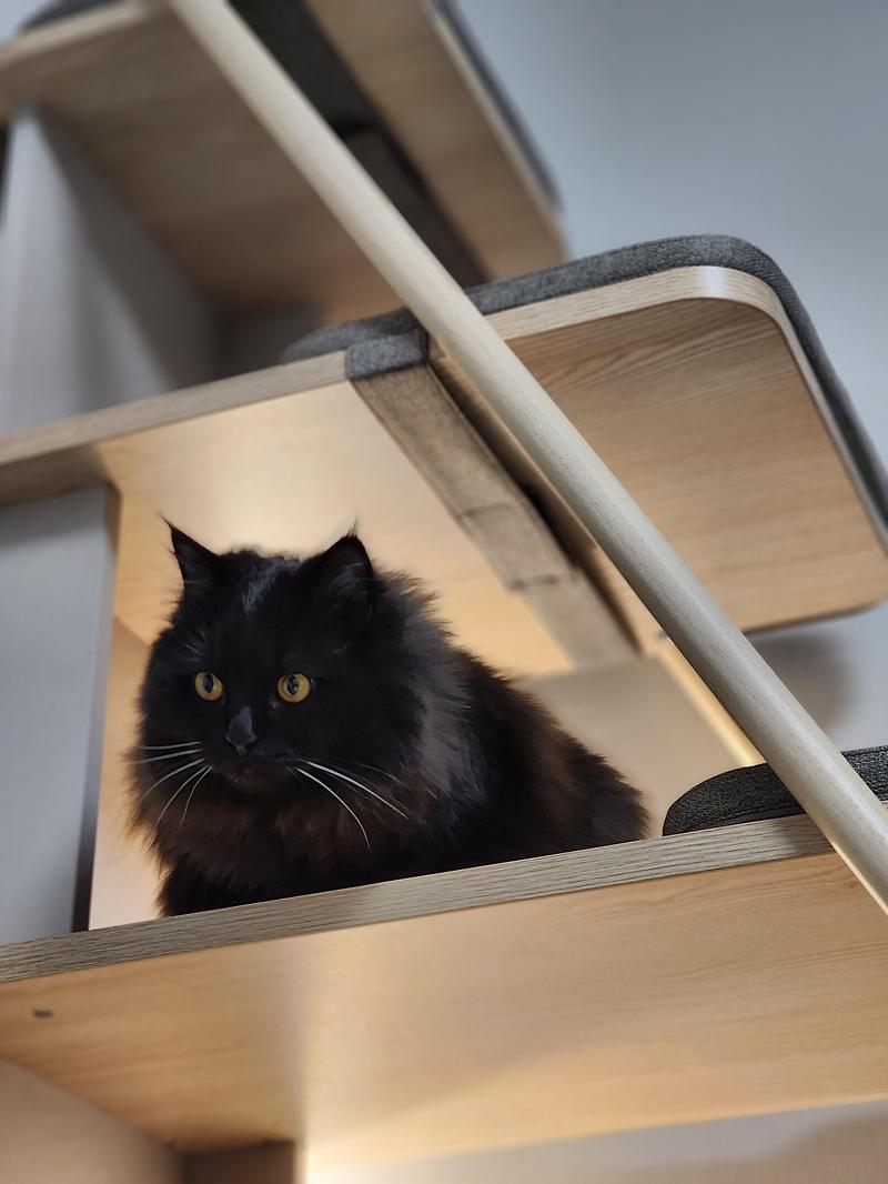 누군가 일룸 캣타워 책장형에 대해 물었다.