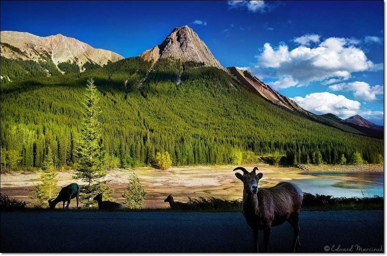 When It`s Springtime In The Rockies : 록키산에 봄이 오면