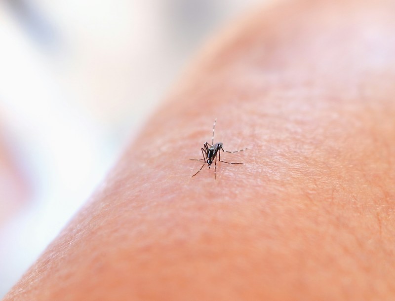 배우 김대호도 앓은 ‘말라리아’…원인부터 증상, 예방법까지 총정리