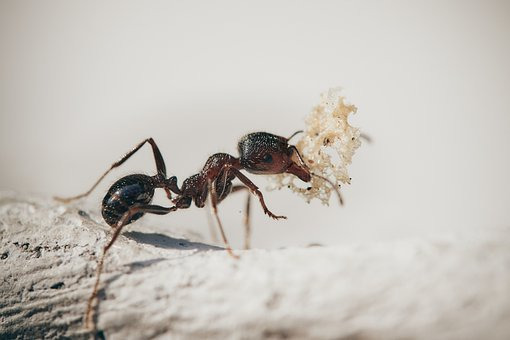 개미,바퀴벌레꿈 해몽 총정리