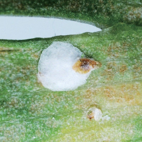 식나무 깍지벌레 (False oleander scale)
