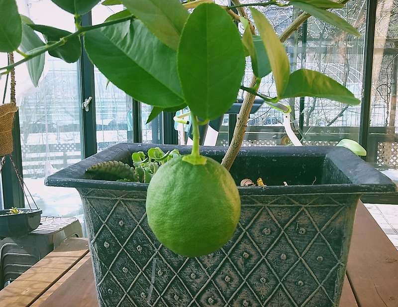레몬나무 키우기(생육환경, 월동온도, 물주기, 가지치기)