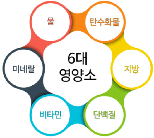 우리 몸에 필요한 영양소.
