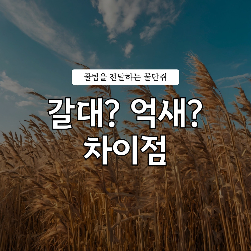 가을철 갈대 억새 차이 비교 구분방법