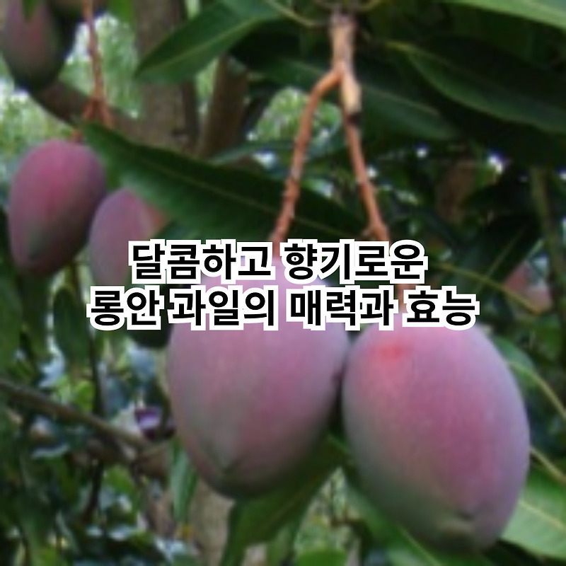 달콤하고 향기로운 롱안 과일의 매력과 효능