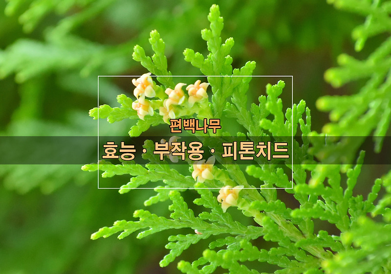 편백나무ㆍ효능ㆍ부작용ㆍ피톤치드