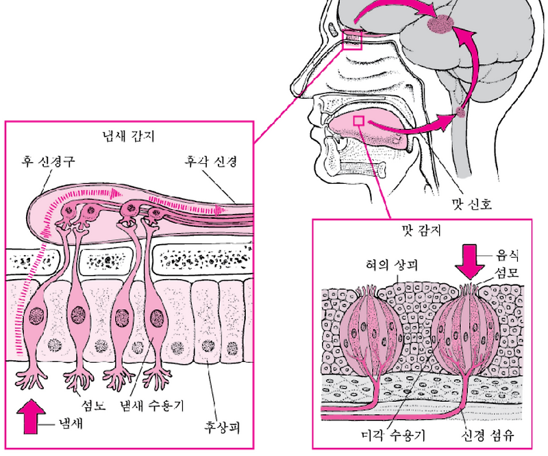 혀의 미뢰와 장의 돌기: 우리 몸의 중요한 감지기와 흡수기의 이해