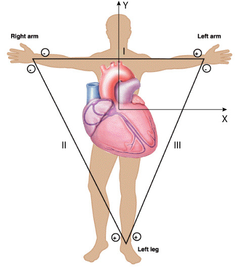 Einthoven s Triangle BioinformaticsAndMe