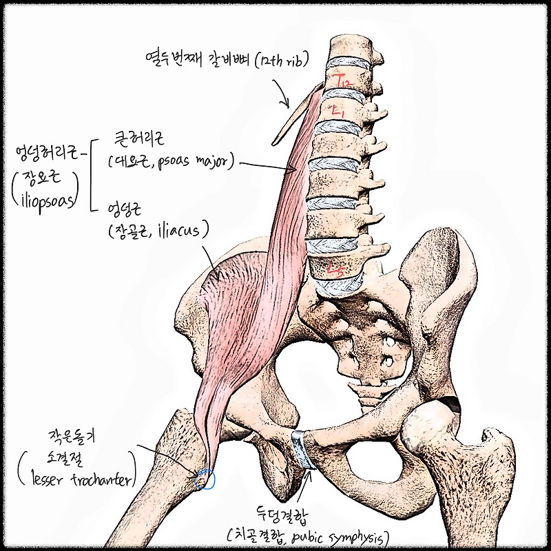 엉덩허리근(장요근, iliopsoas muscle)