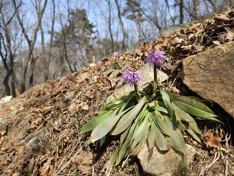 처녀치마 자매의 자태