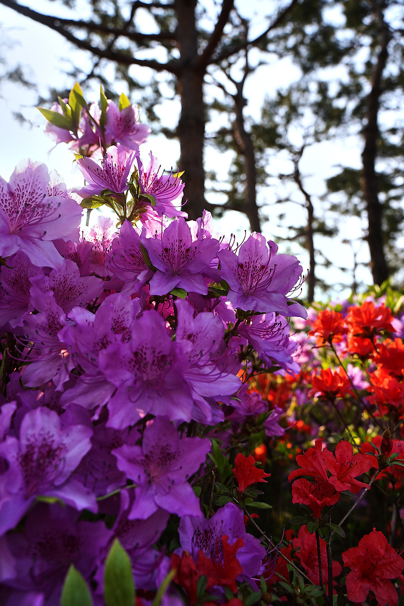 봄꽃 사진, 철쭉 개화 시기, 철쭉 꽃 사진