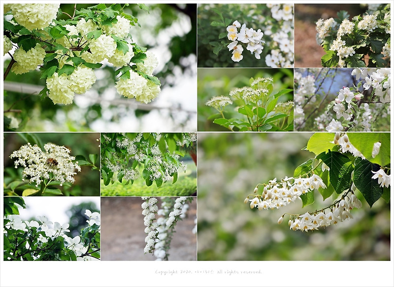 아이리스 PHOTO STORY :: 5월에 피는 흰색(하얀색)꽃나무 종류 총정리