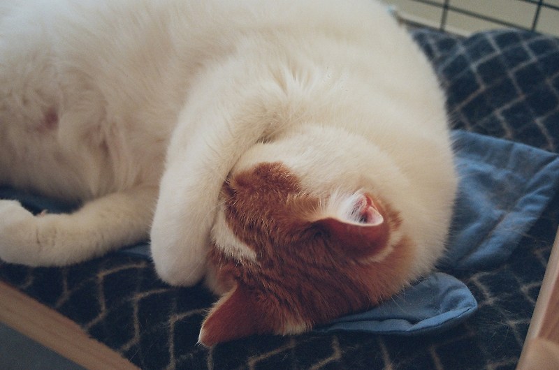 🐱 고양이가 코를 박고 자는 이유는 무엇일까?