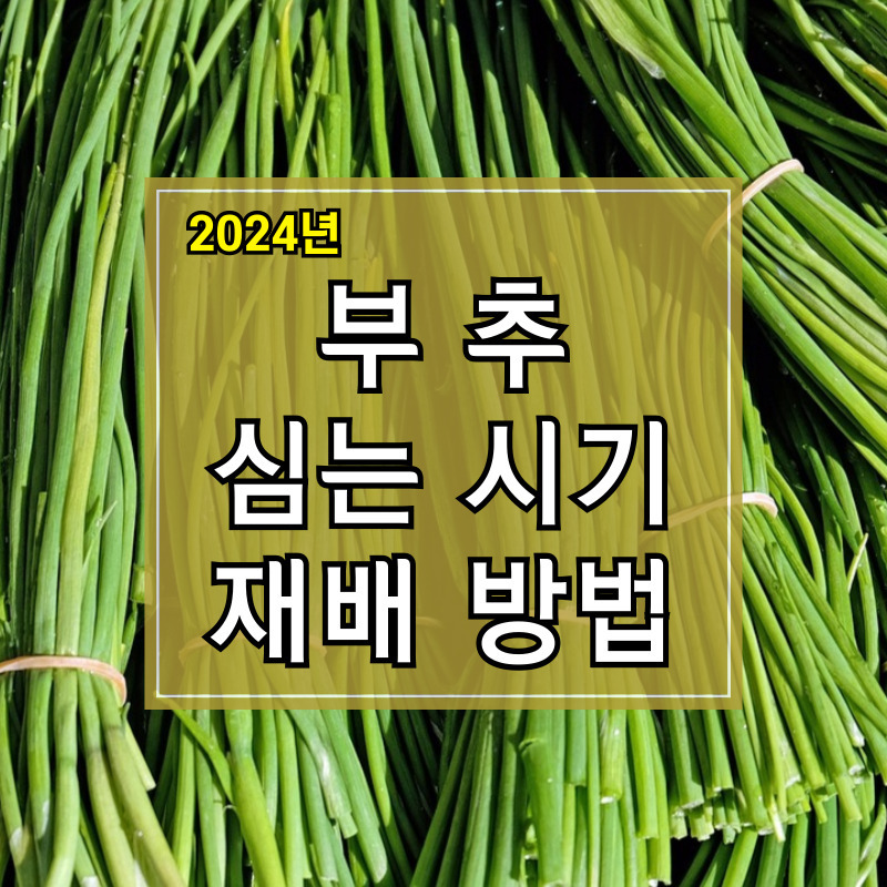 2024년 부추 심는 시기 및 재배방법 알아보기