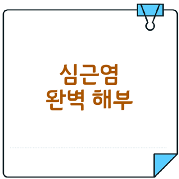심근염 원인과 증상 완벽 가이드