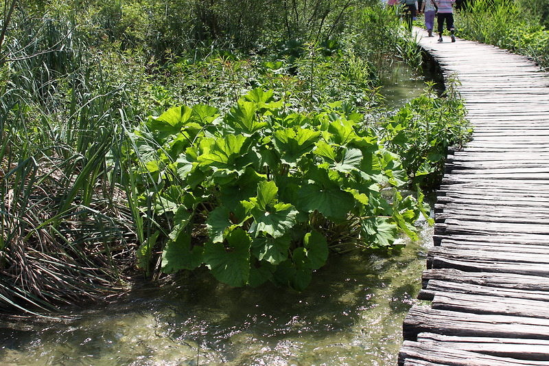 Petasites hybridus(20120630)