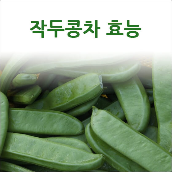 작두콩 효능·부작용 작두콩차(비염 다이어트) 7