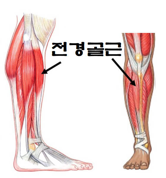 정강이 통증 원인. 전경골근의 통증 완화 스트레칭 알아보기
