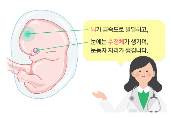 임신 7주차 증상 및 태아 크기, 임신7주 심장소리 두근해