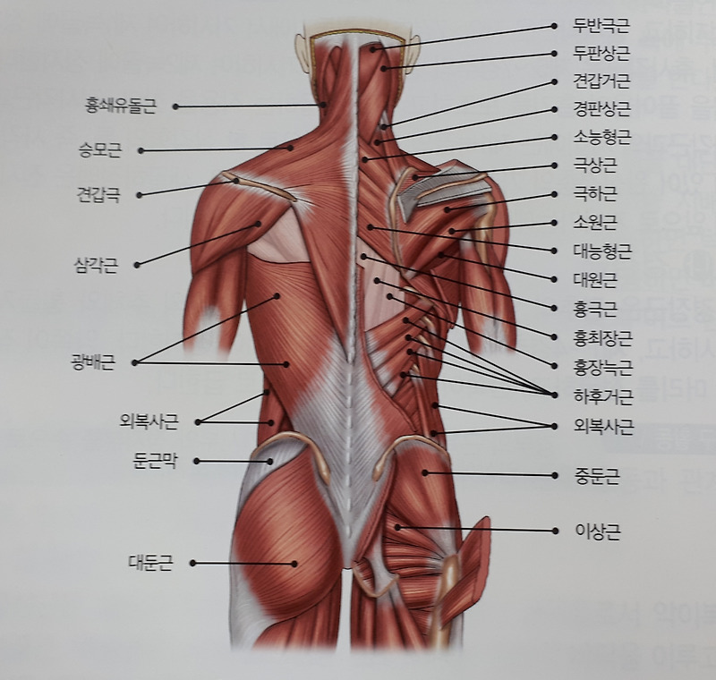 골반 근육의(대둔근, 장요근, 중둔근, 이상근) 위치와 작용