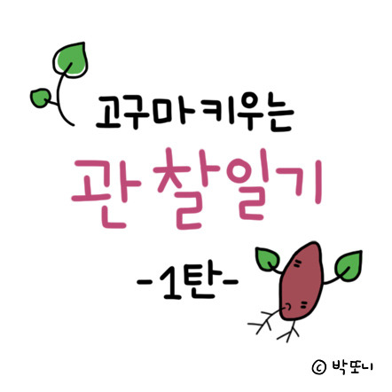 관찰일기] 고구마 키우기 시작 / 수경재배 후 흙에 심기