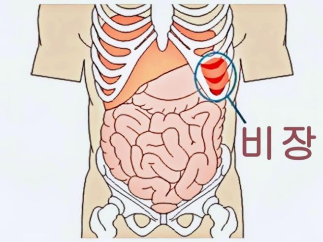 비장이란, 비장 비대 증상 원인, 위치 살펴보기