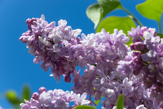 5월 12일 오늘의 탄생화, 라일락(Lilac)