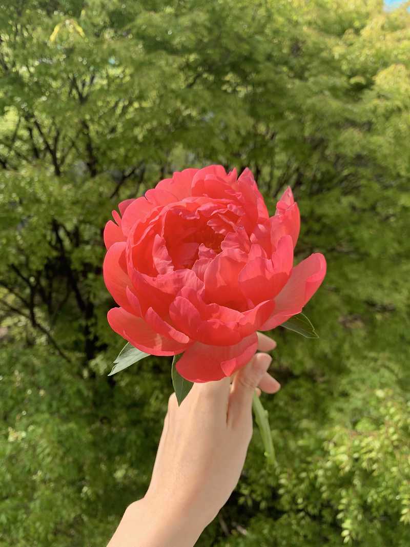 수세미즙효능,작약꽃말,흰작약작약차효능:비염에좋은약초,혈행에몸에좋은차 12