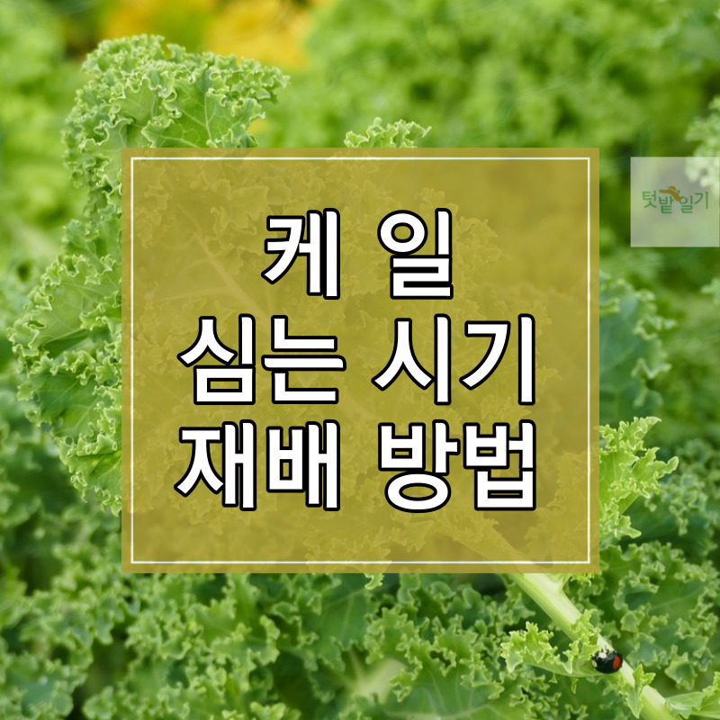 2023년 가을 케일 심는 시기 및 재배방법 알아보기